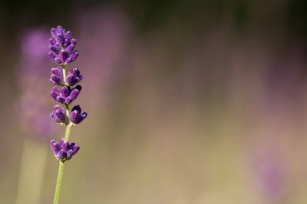 Lavender macro photo