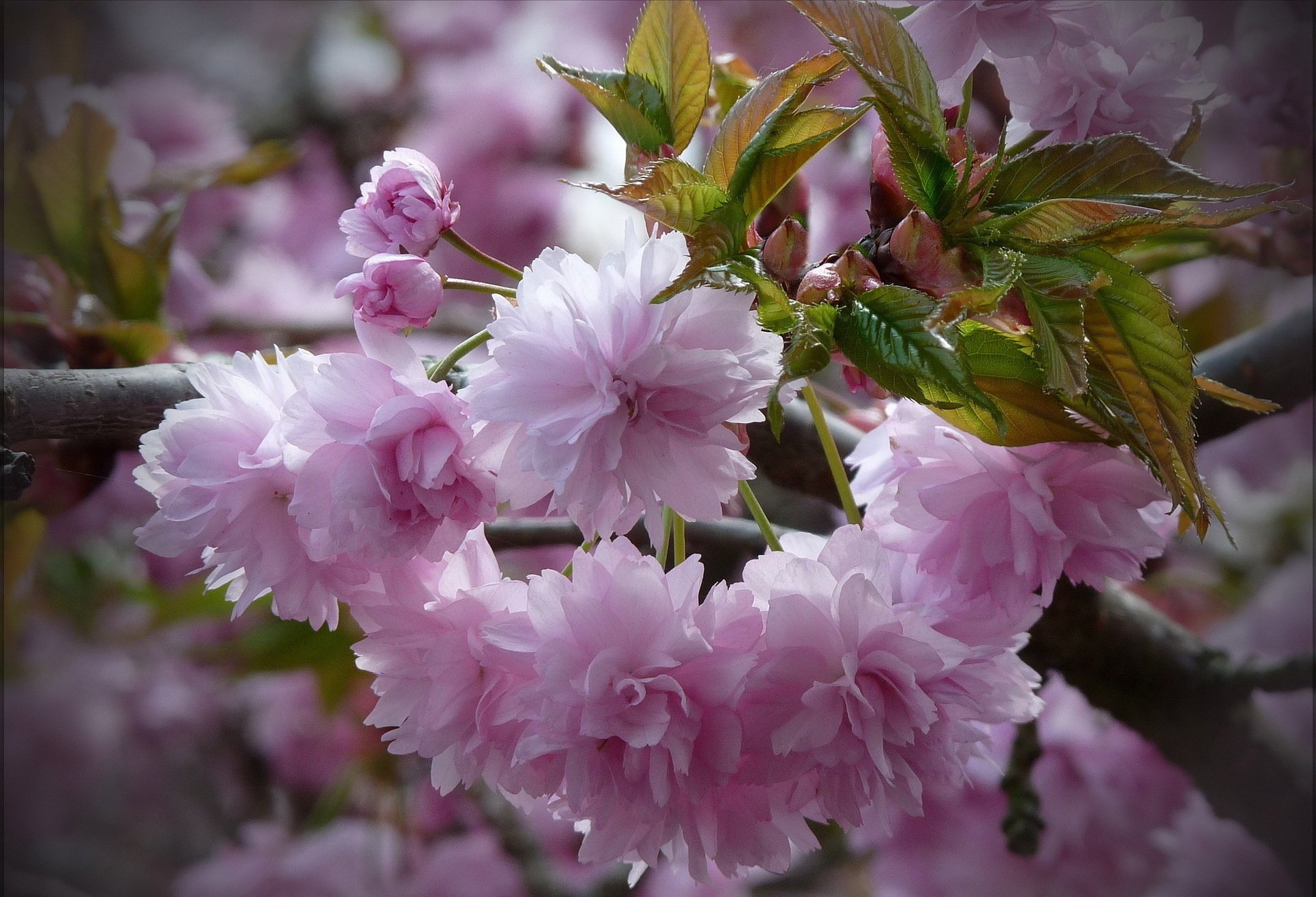 flowers branch background sakura leaves pink