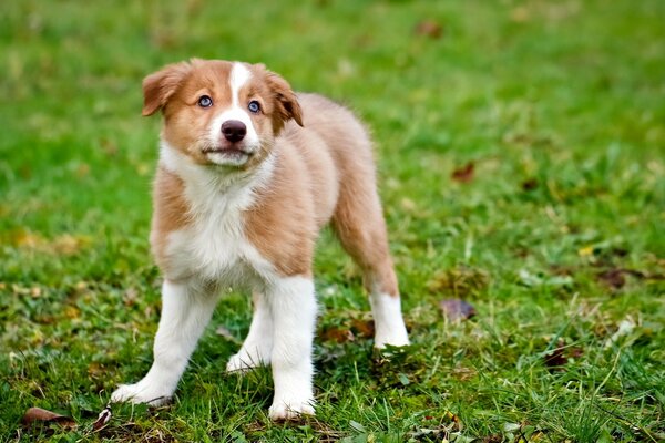 A little puppy is standing on the green grass