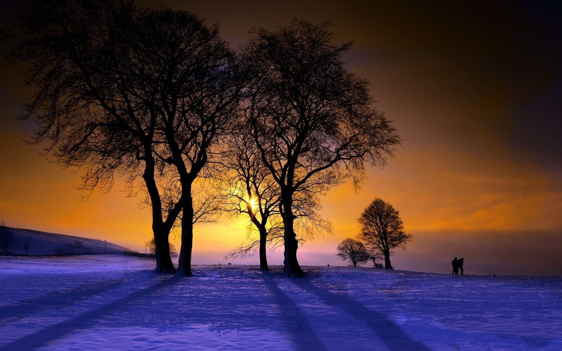 tree landscape winter sunset