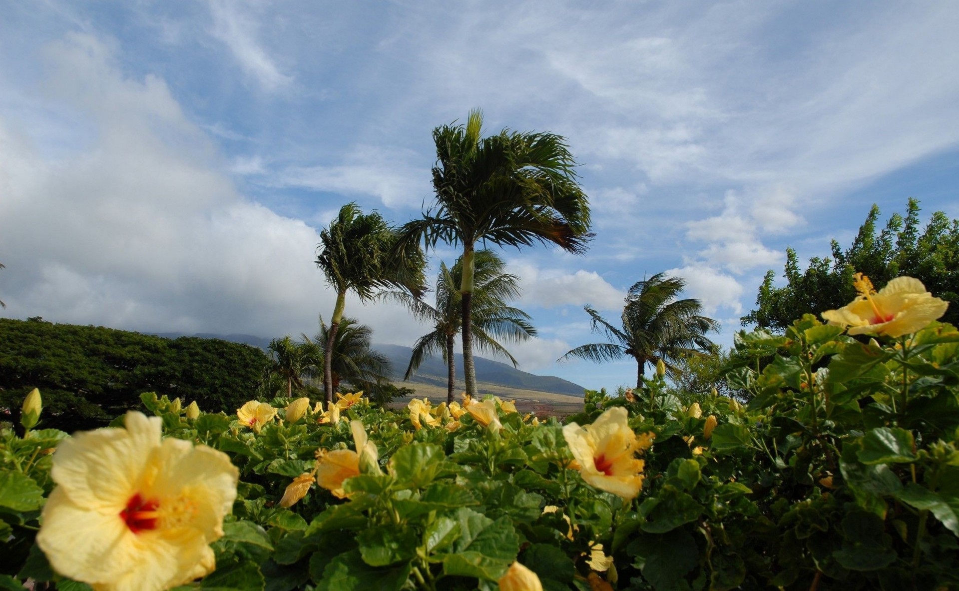 tropics landscape flower palm nature