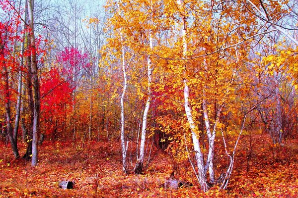 Autumn forest landscape with leaves