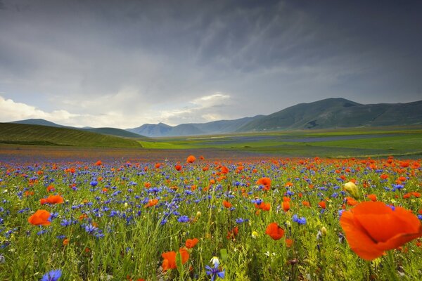 Beautiful meadow in Italy