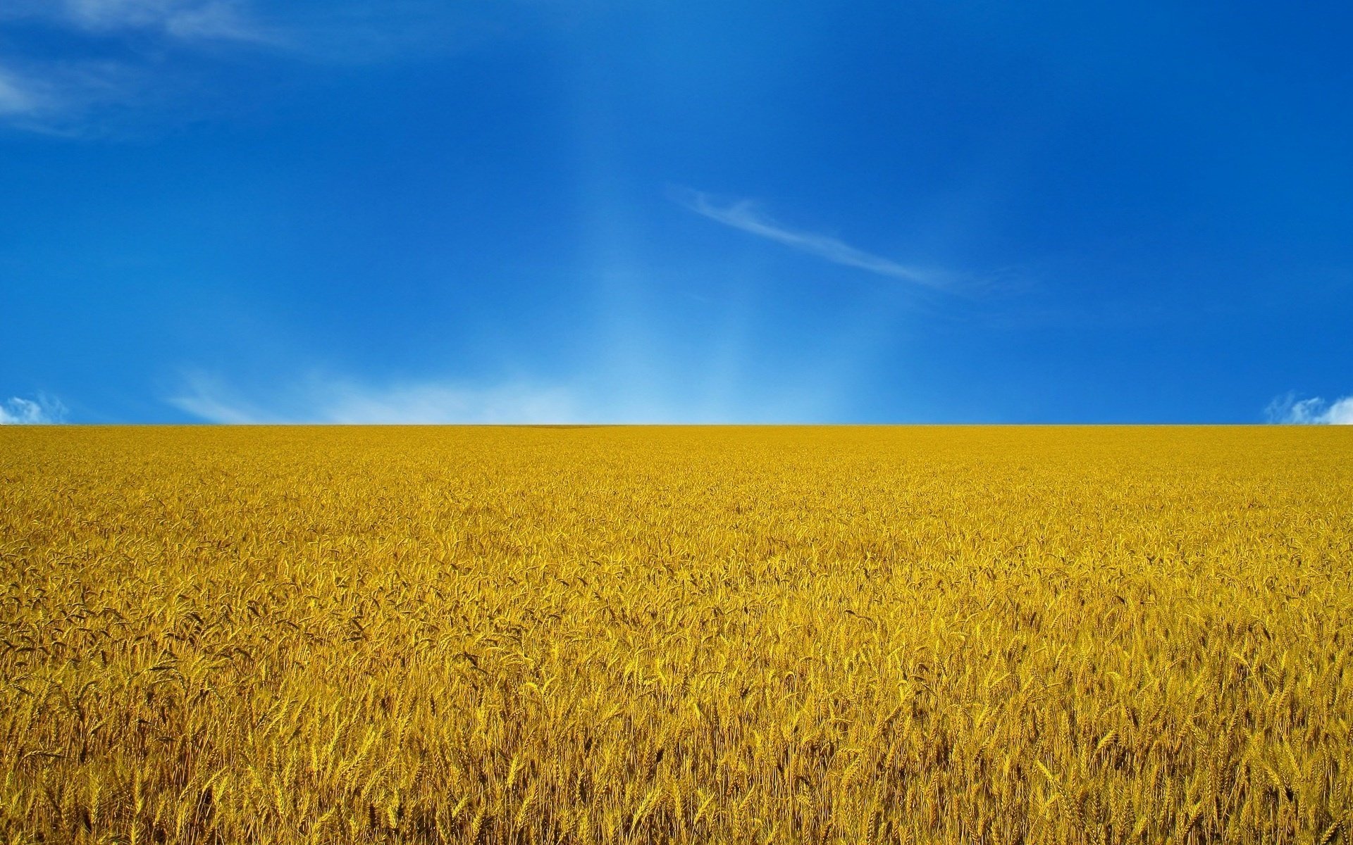 ukraine the flag of ukraine blue-yellow flags ears the sky field sunset