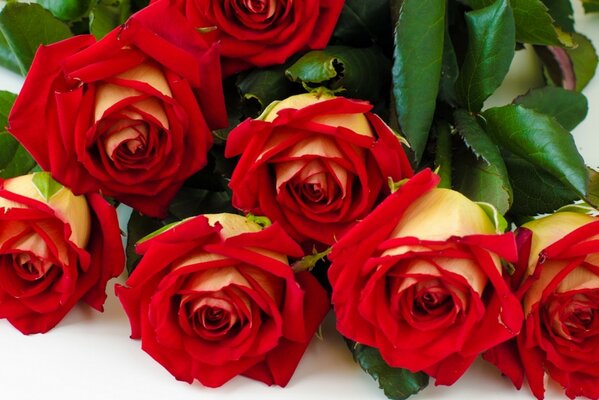 A beautiful bouquet of red 