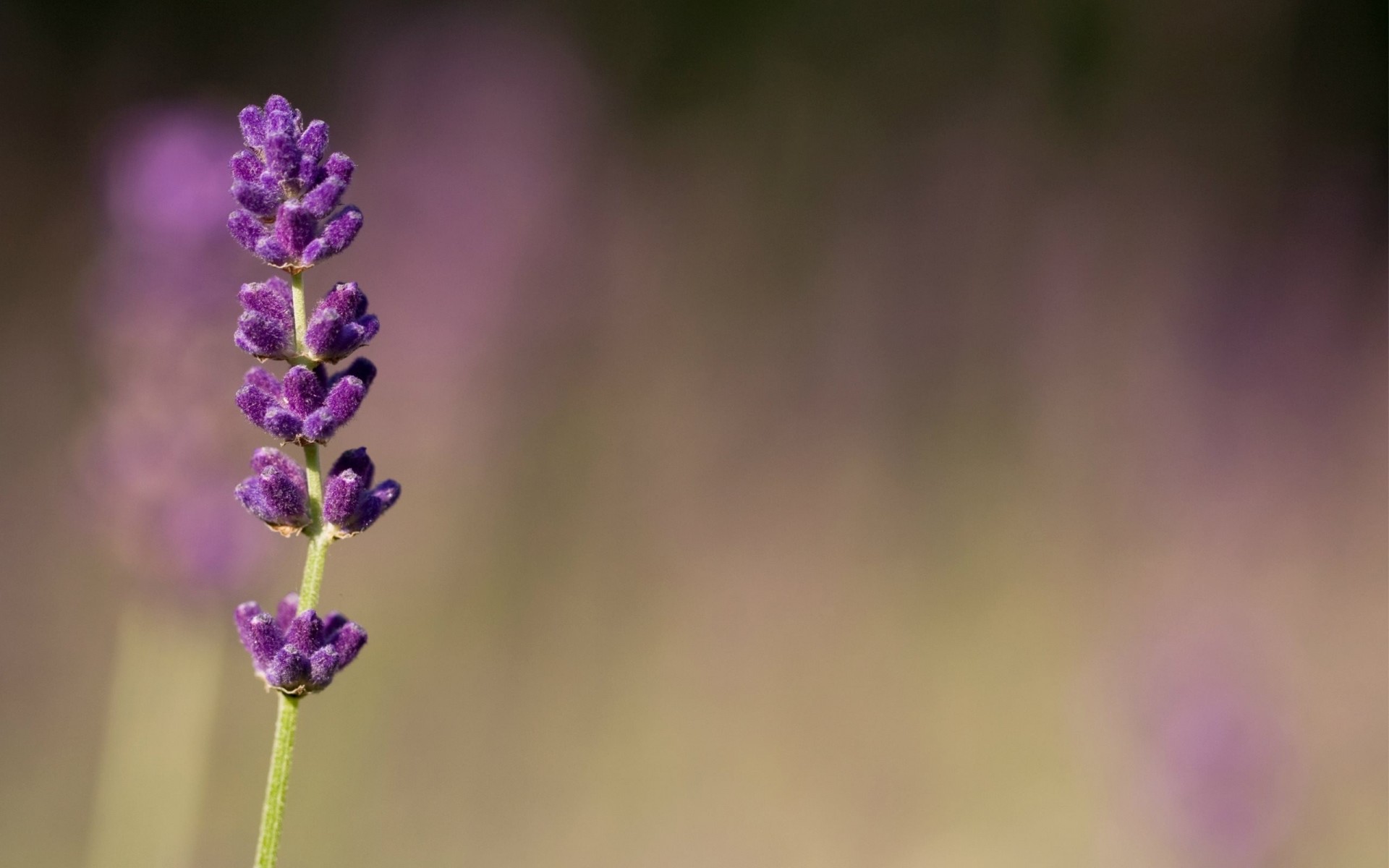 lilac blur purple macro flowers blur lilac purple