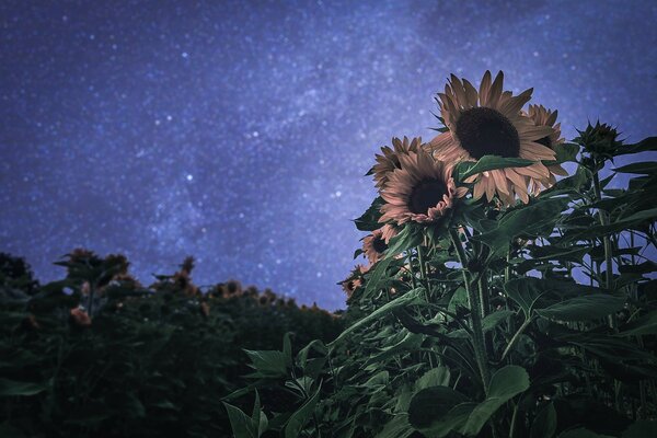 Night sky and sunflower