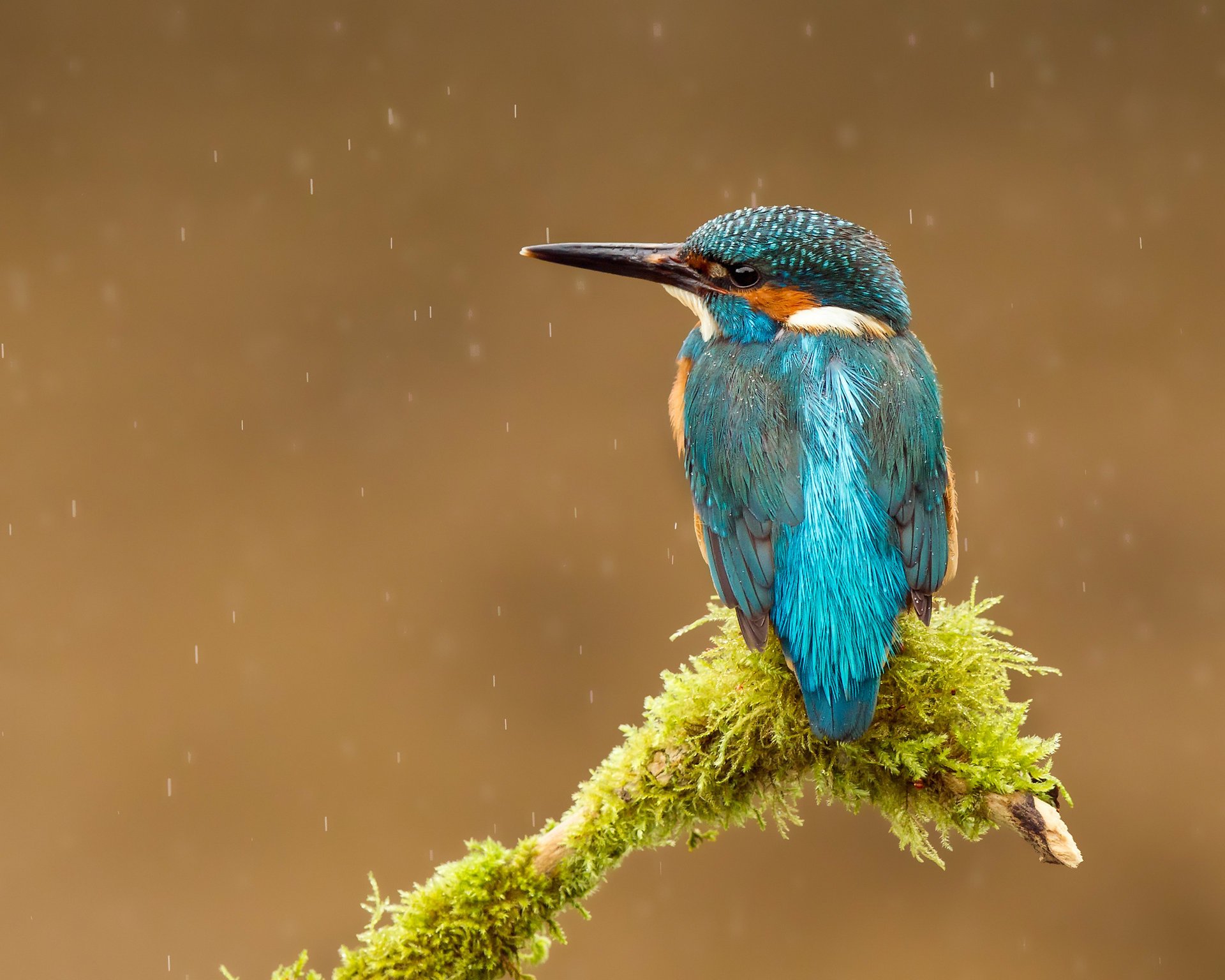 bird alcedo atthis kingfisher drops common kingfisher