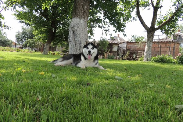Siberian huskies on the green glade