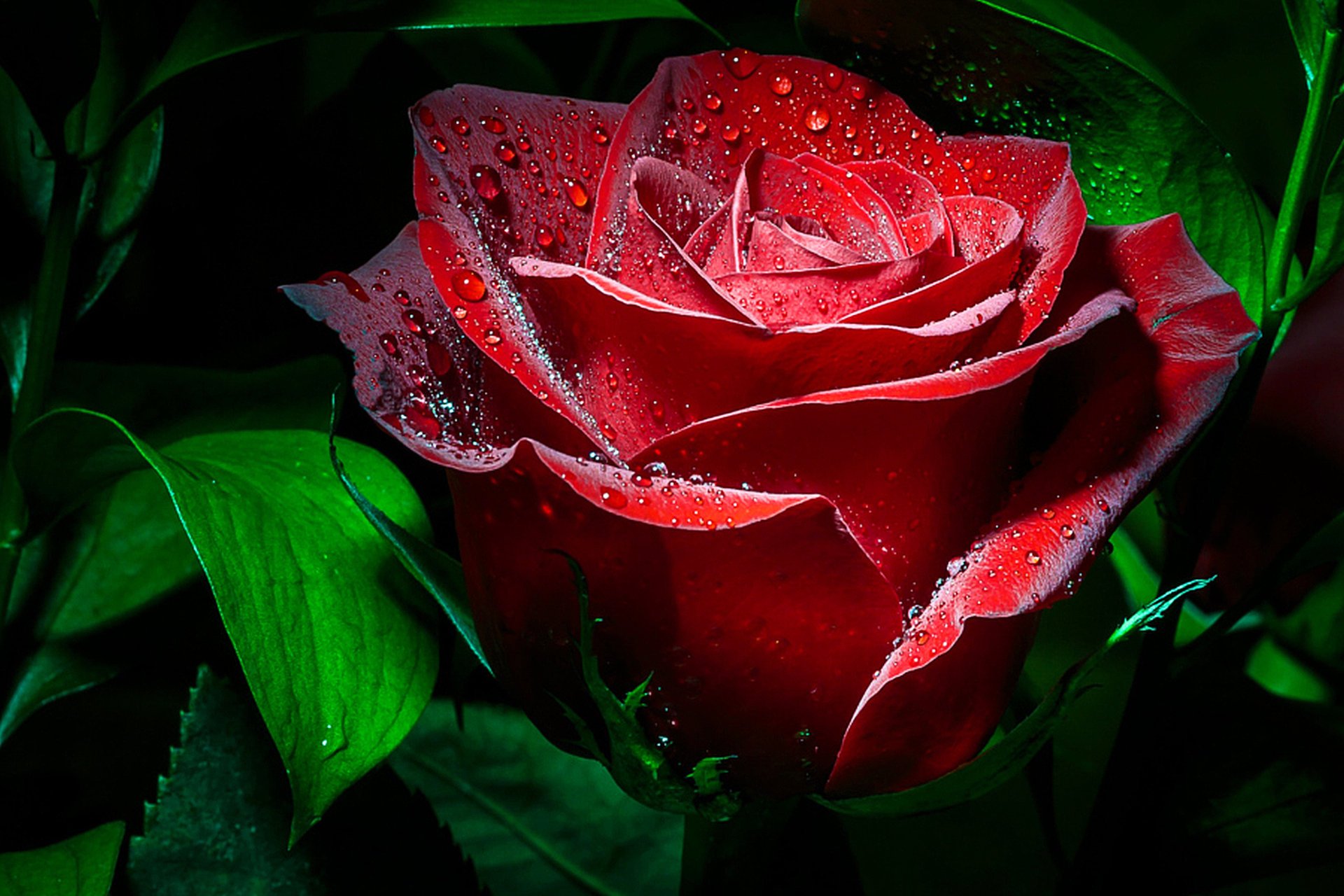 rose macro drops the dark background
