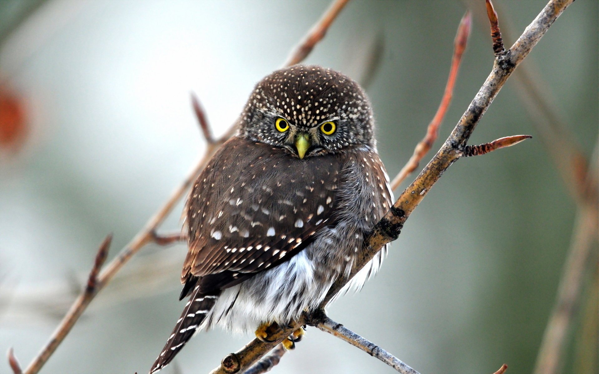 nature bird
