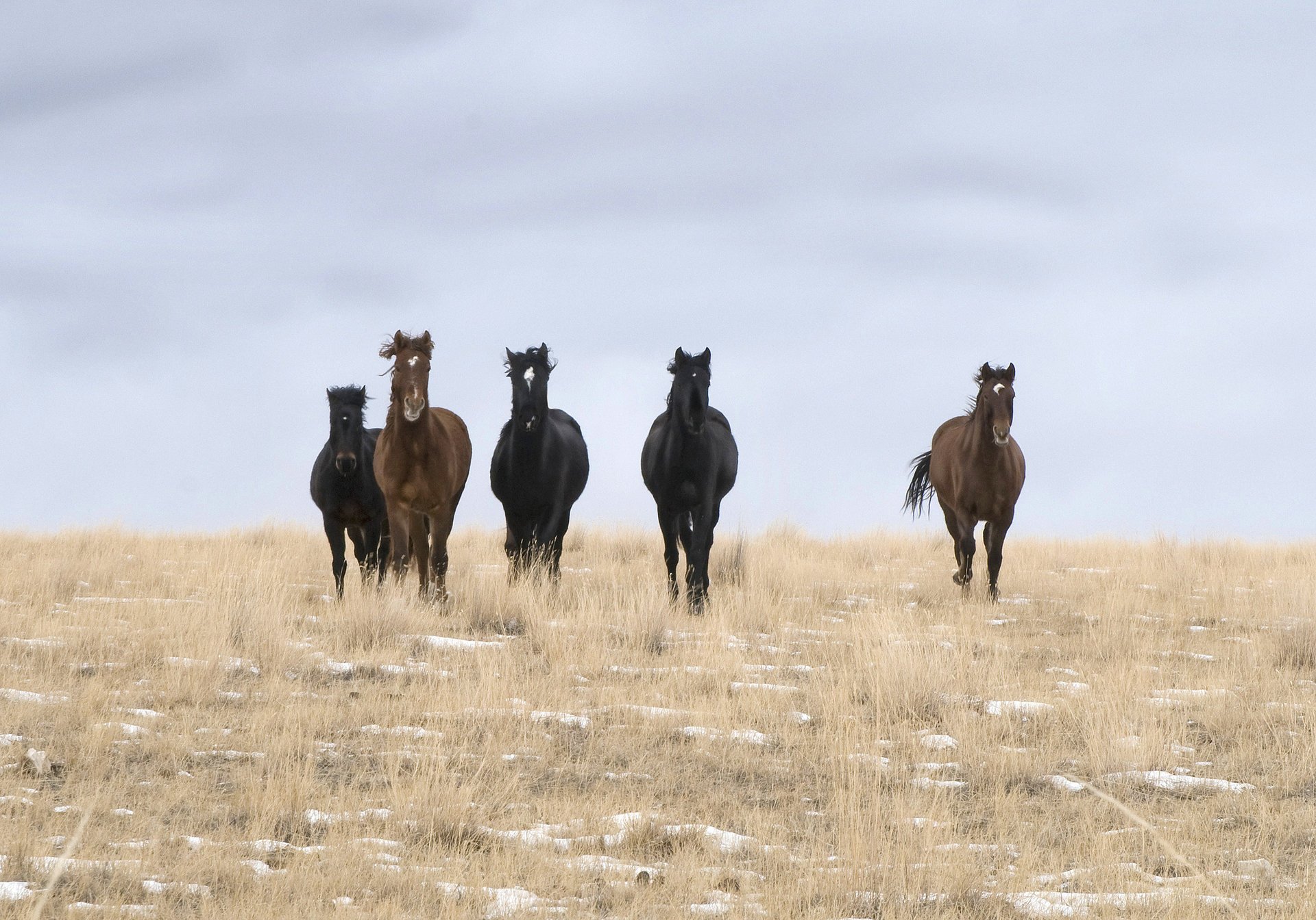field wild horses cloud