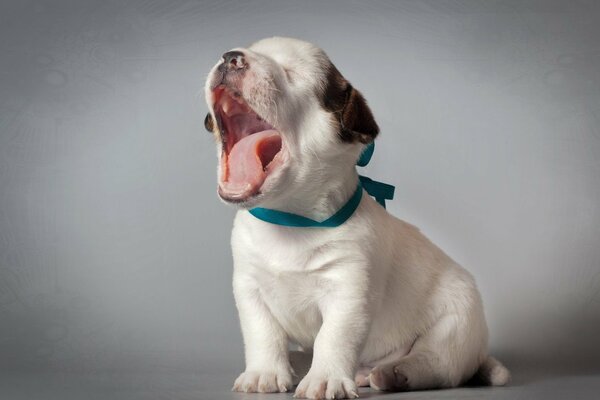Cute puppy yawns at a photo shoot