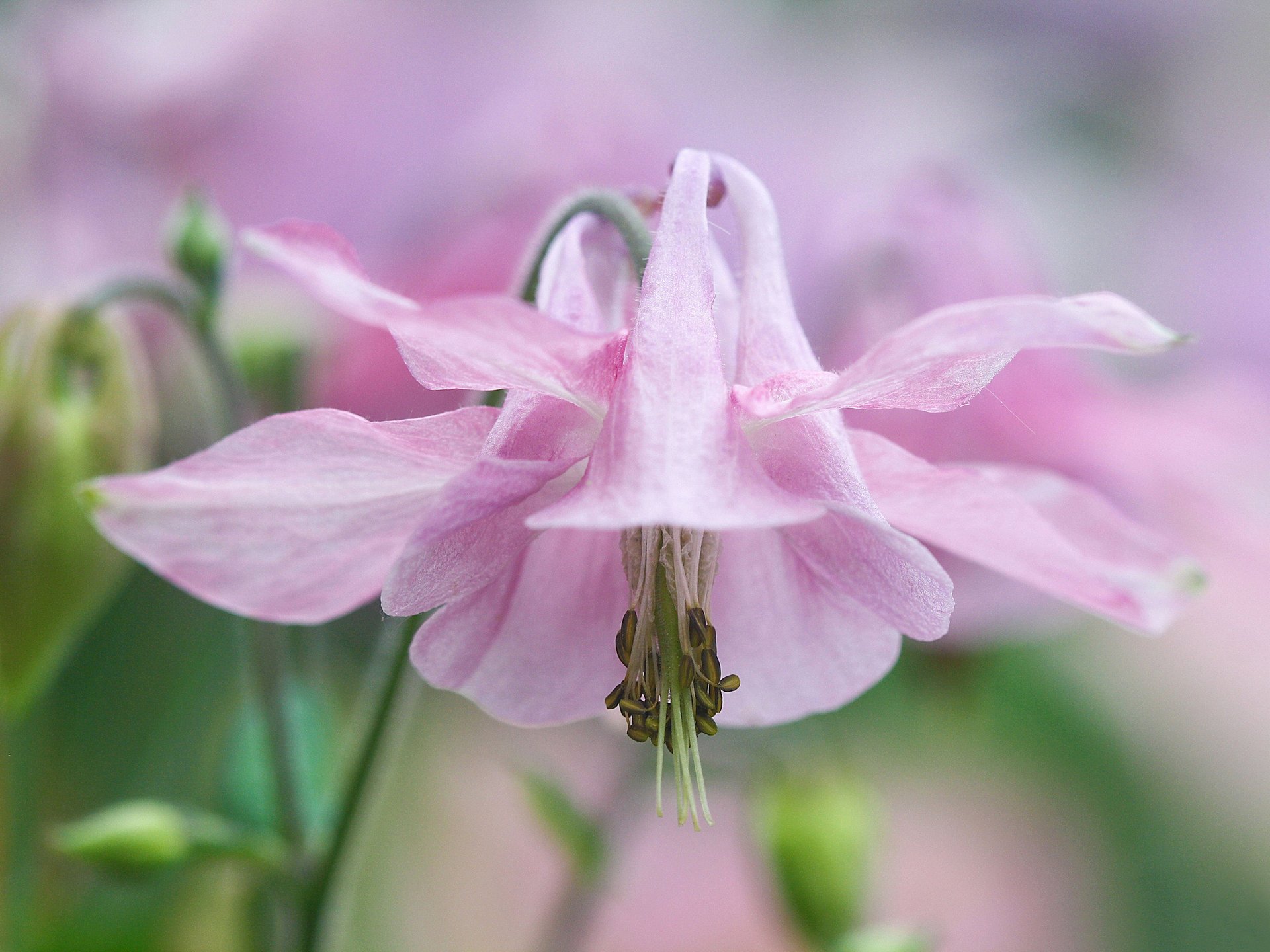 aquilegia the catchment orlik flower gentle pink