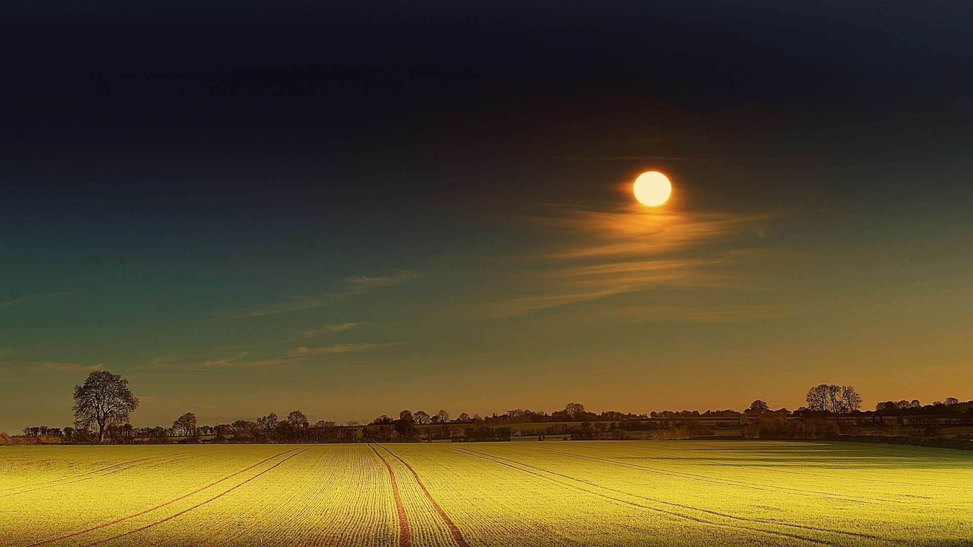 flowers field beautiful