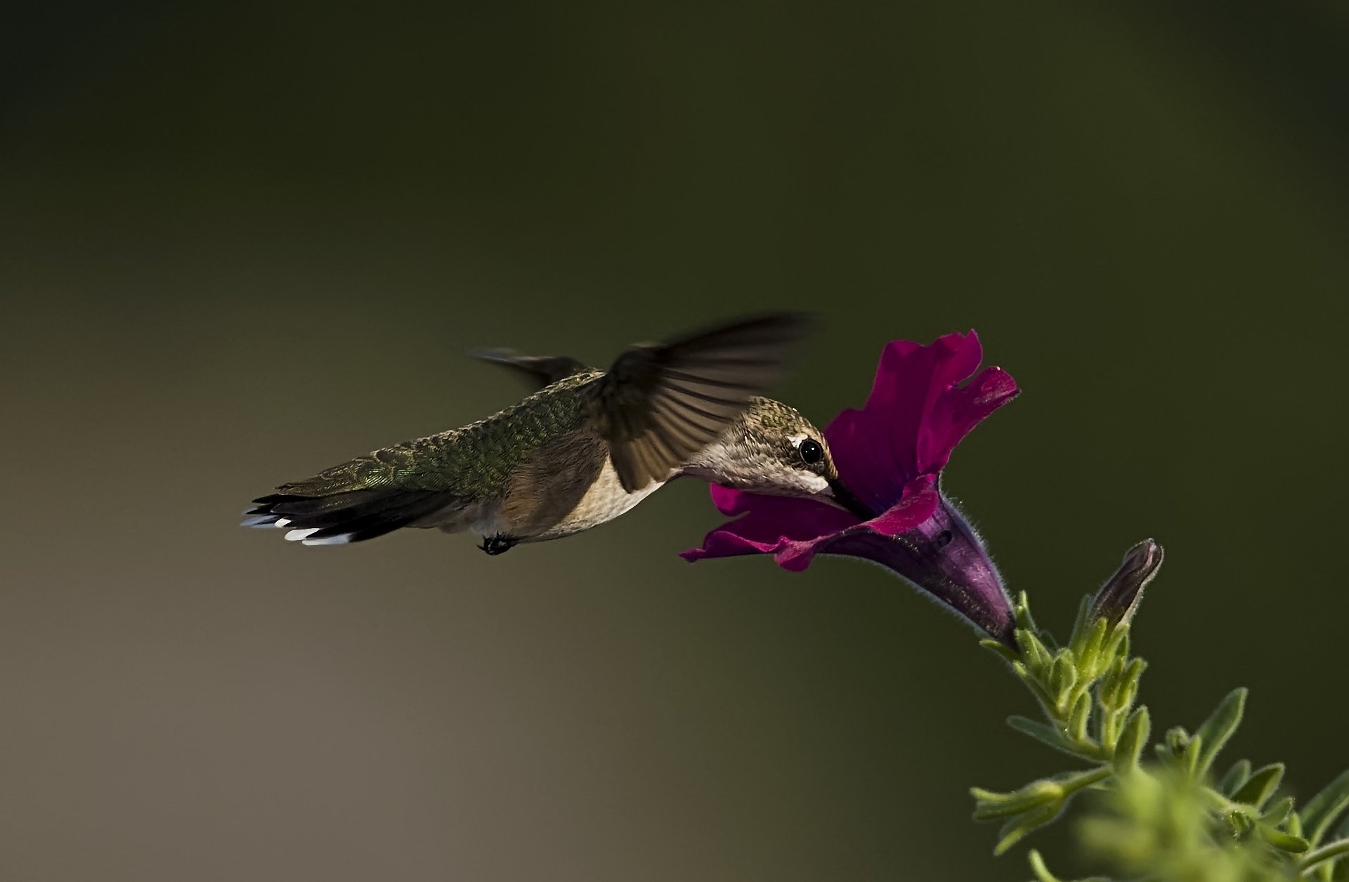 close up poultry hummingbird flower petunia