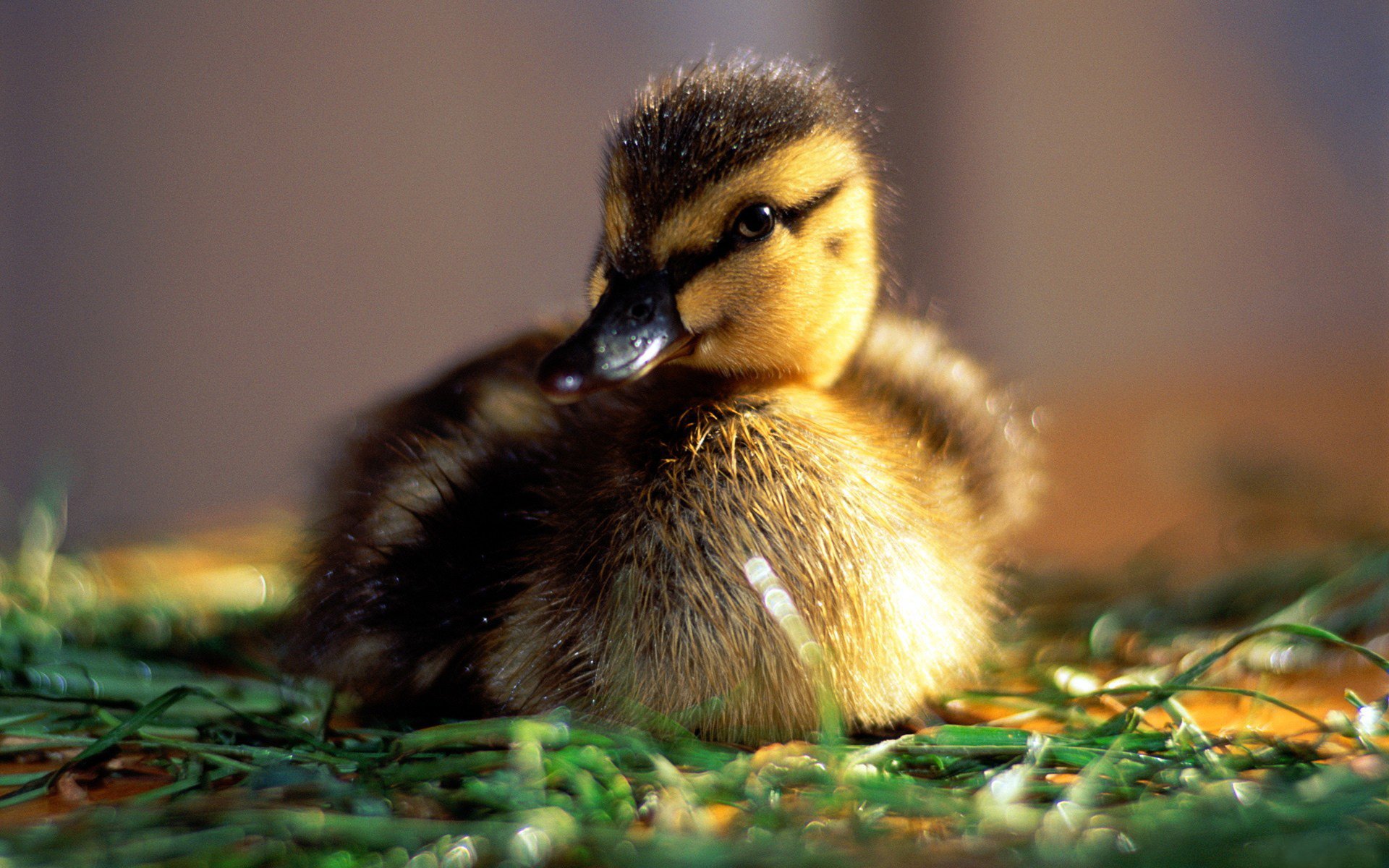 morning rosa mood babe sun