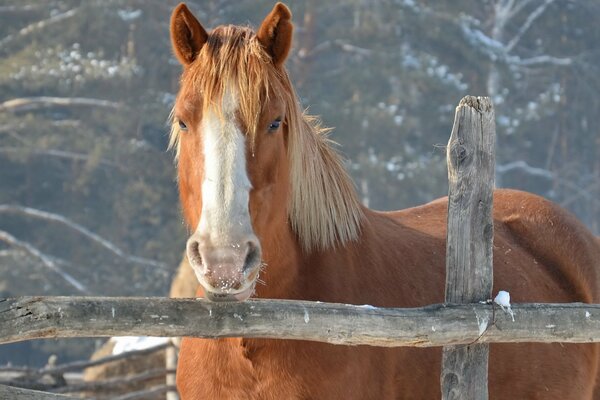 Winter photo of a horse behind a fence