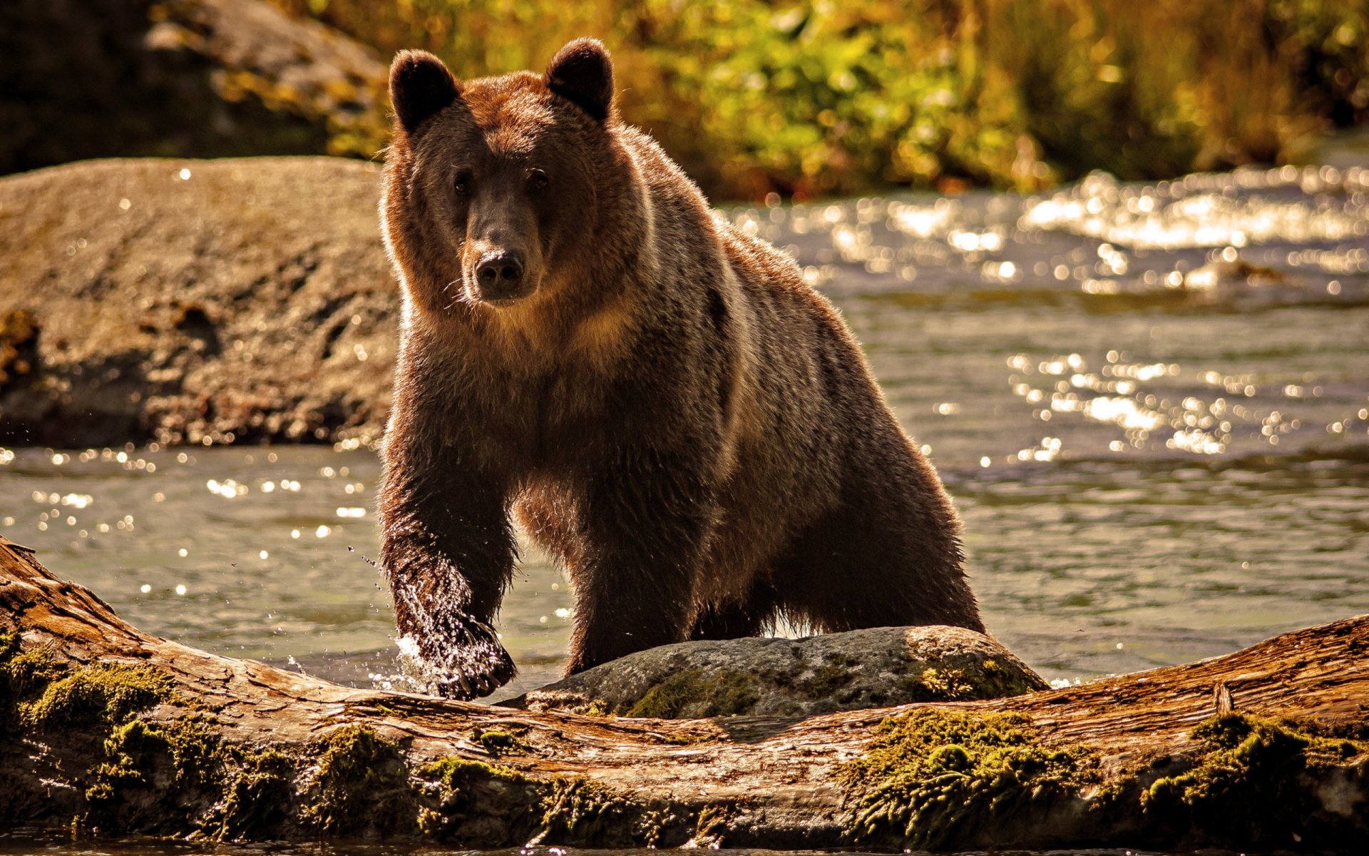bear water river nature