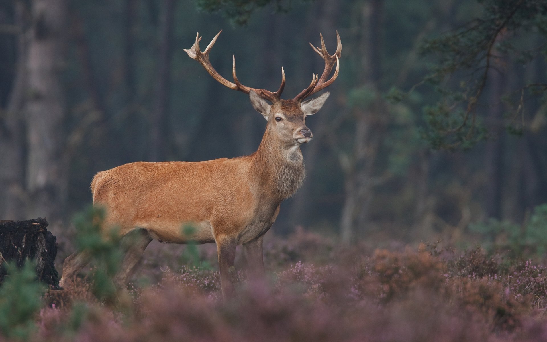 animals deer deer wildlife animal photo