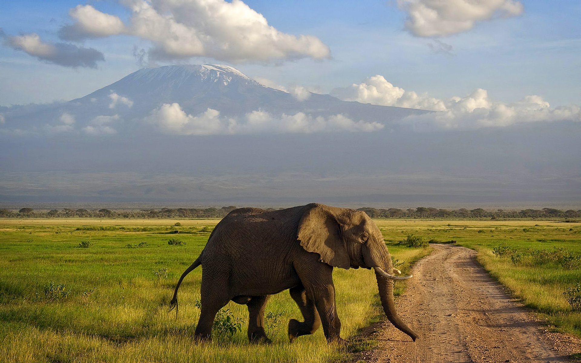 africa kenya amboseli elephant savannah mountain kilimanjaro
