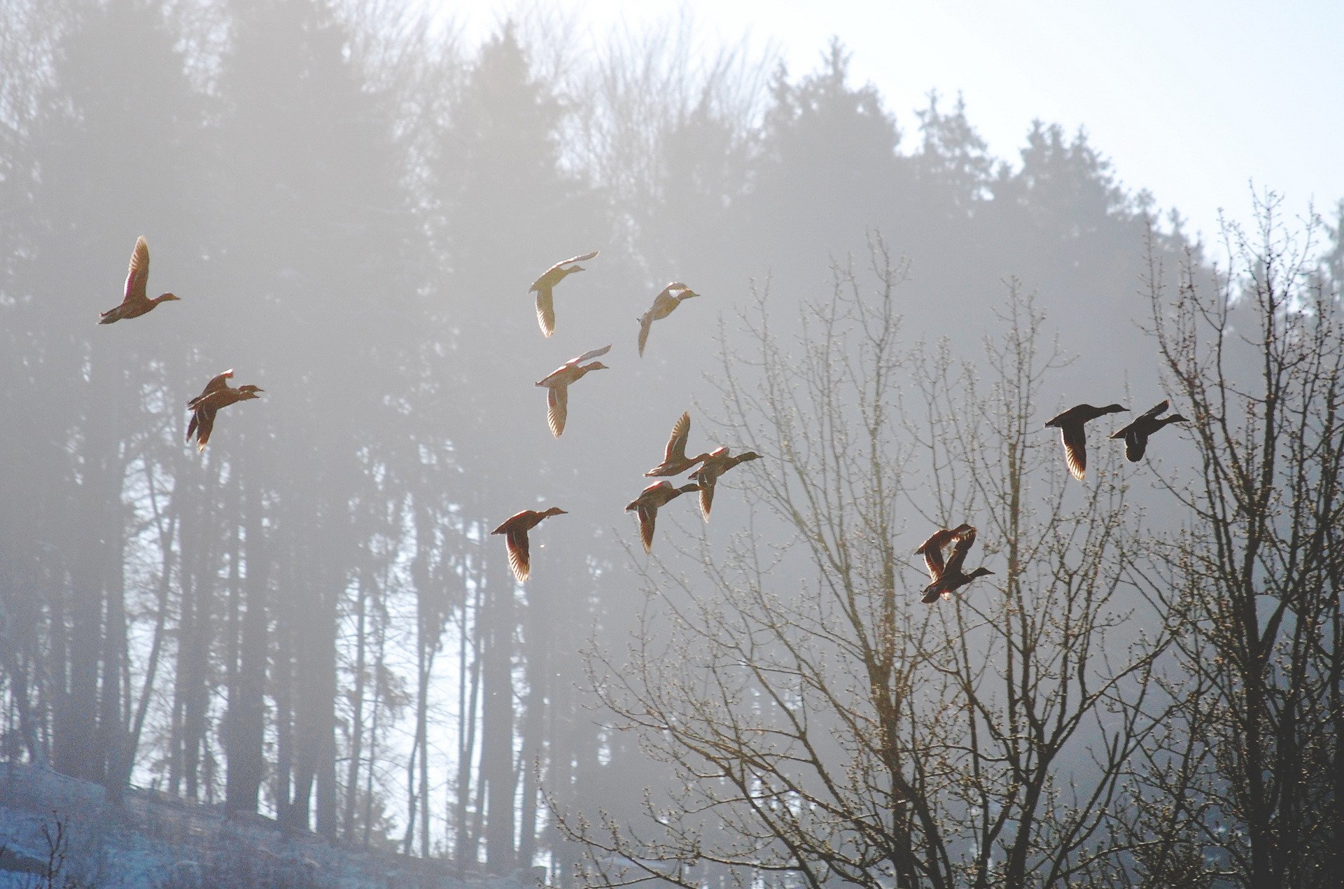 birds fog morning nature spring