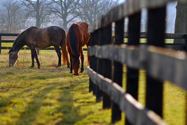 Photo nature horses in a pen. Meadow with horses