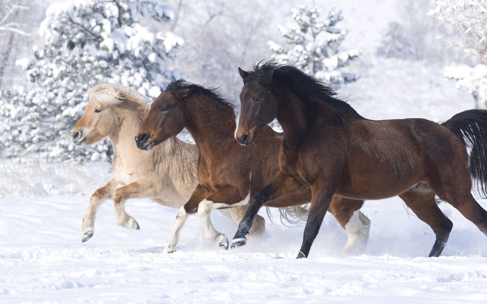 horses horse snow winter
