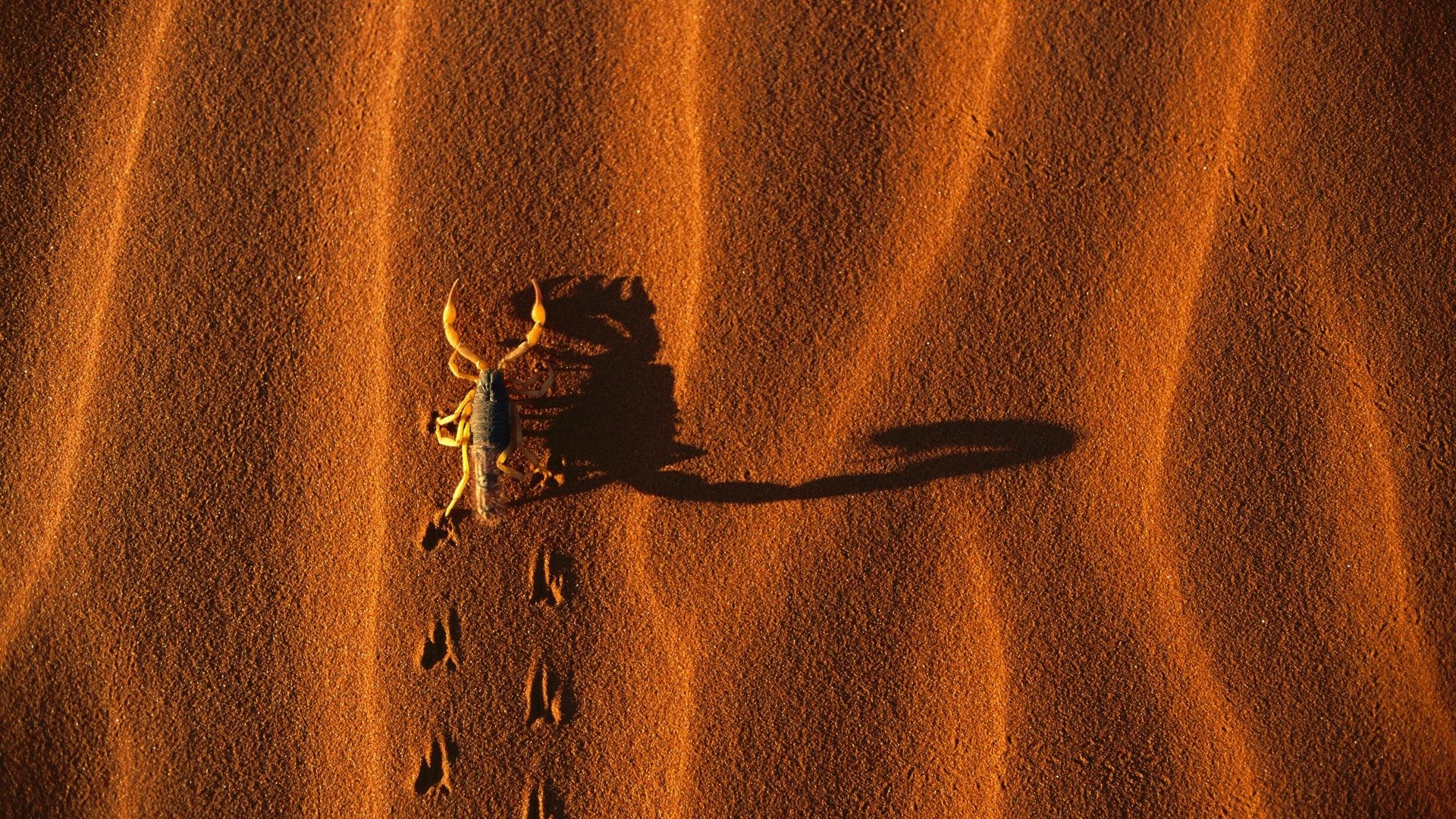 corpion sand shadow trace