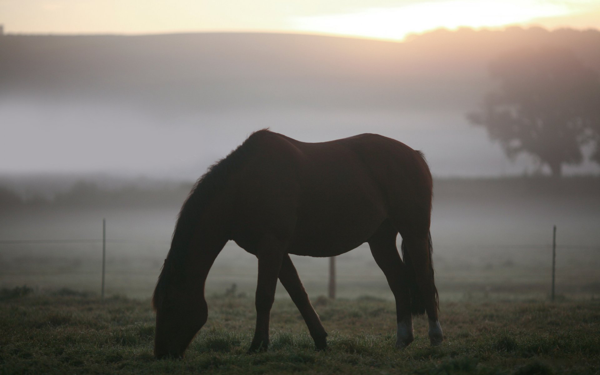 animals landscape horse horses the field pasture grass fog morning