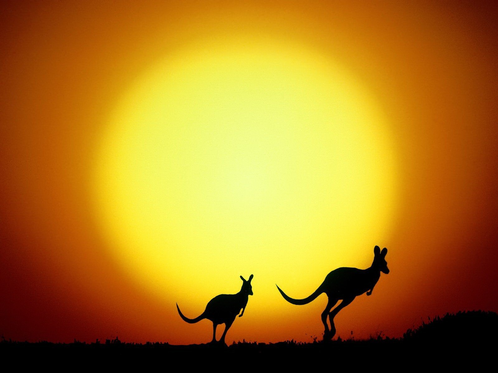 kangaroo sun australia yellow