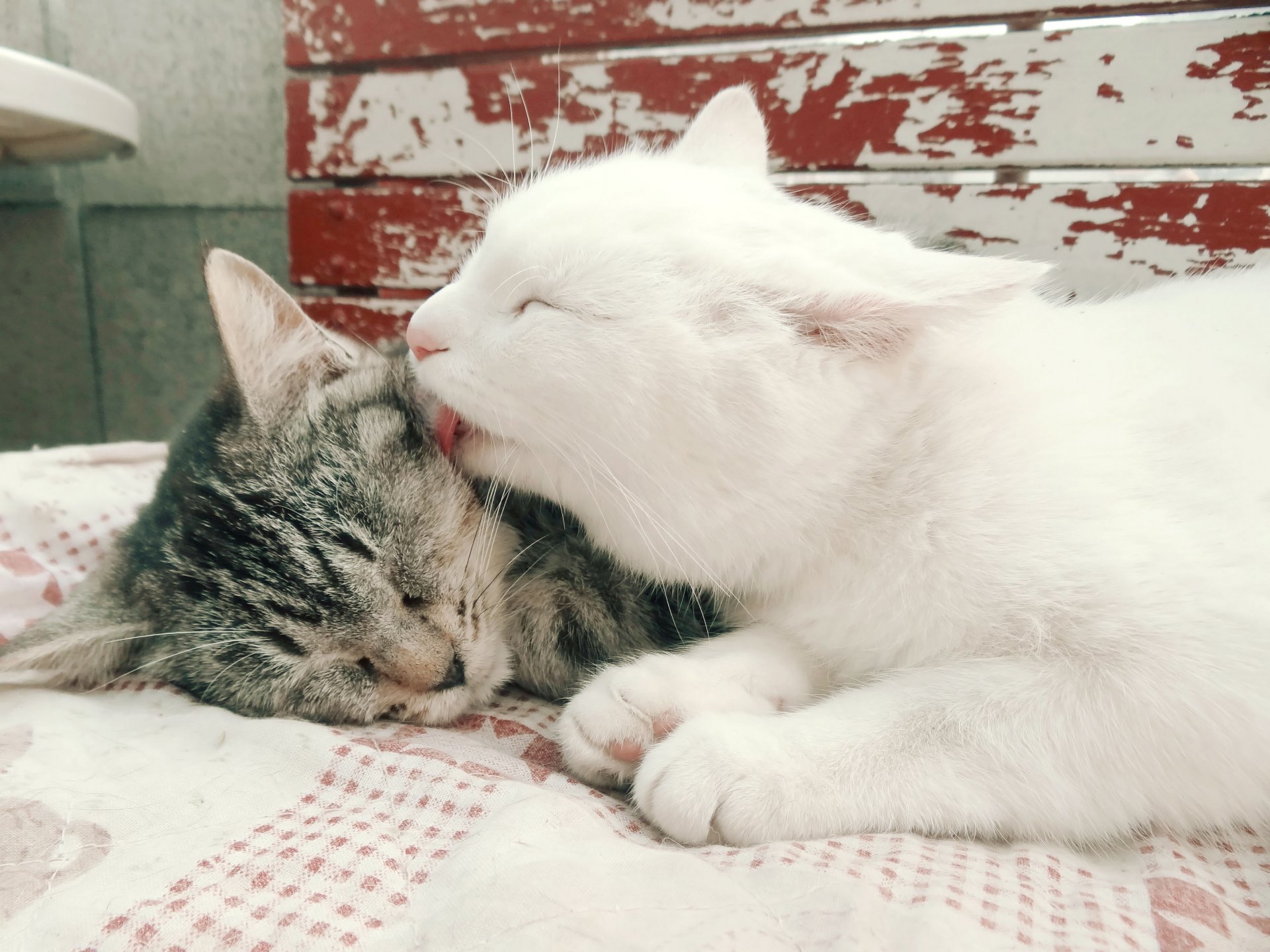 eals white two striped mimimi