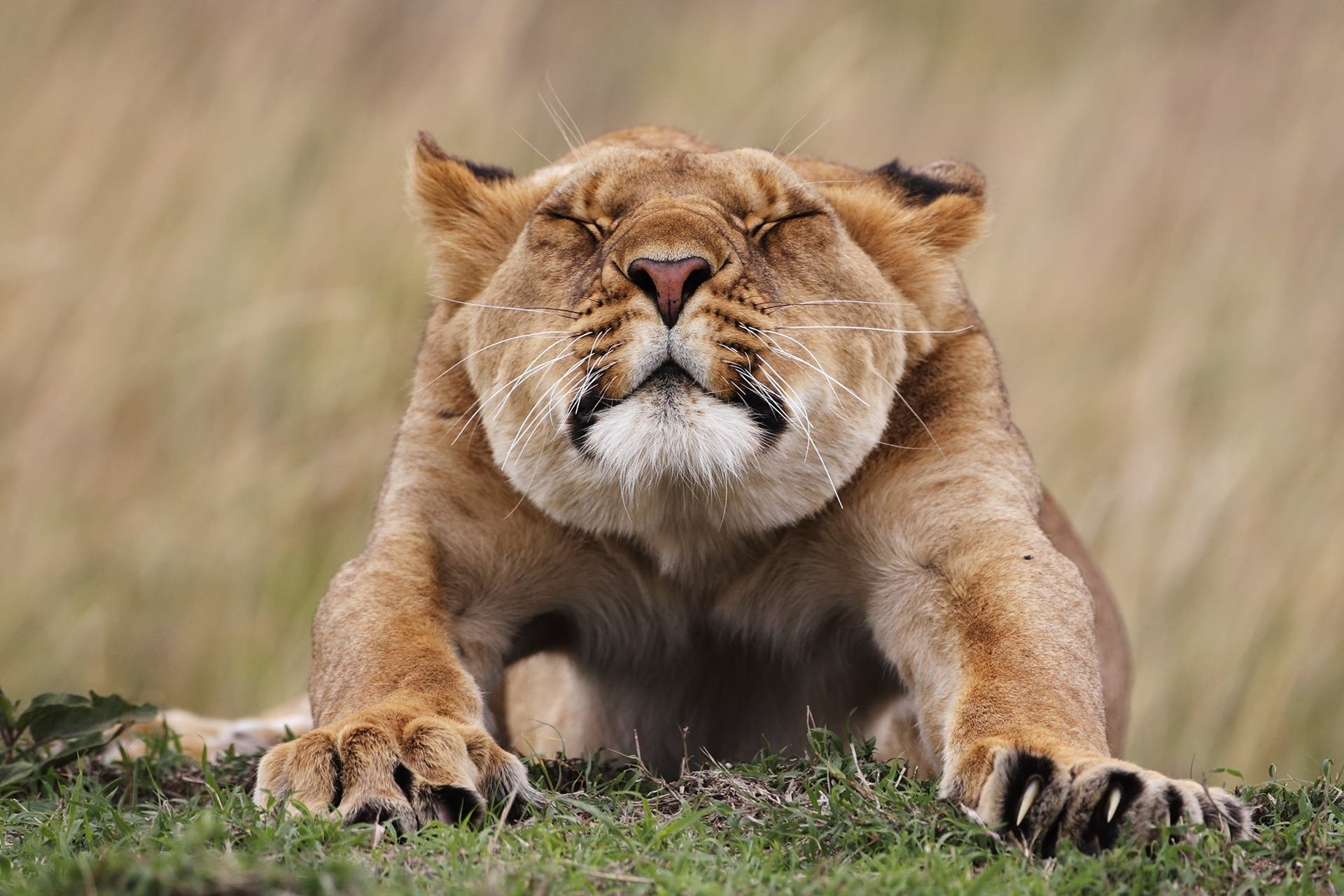 animals lioness potyagushki face feet