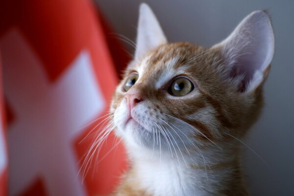 A red kitten. Flag and cat