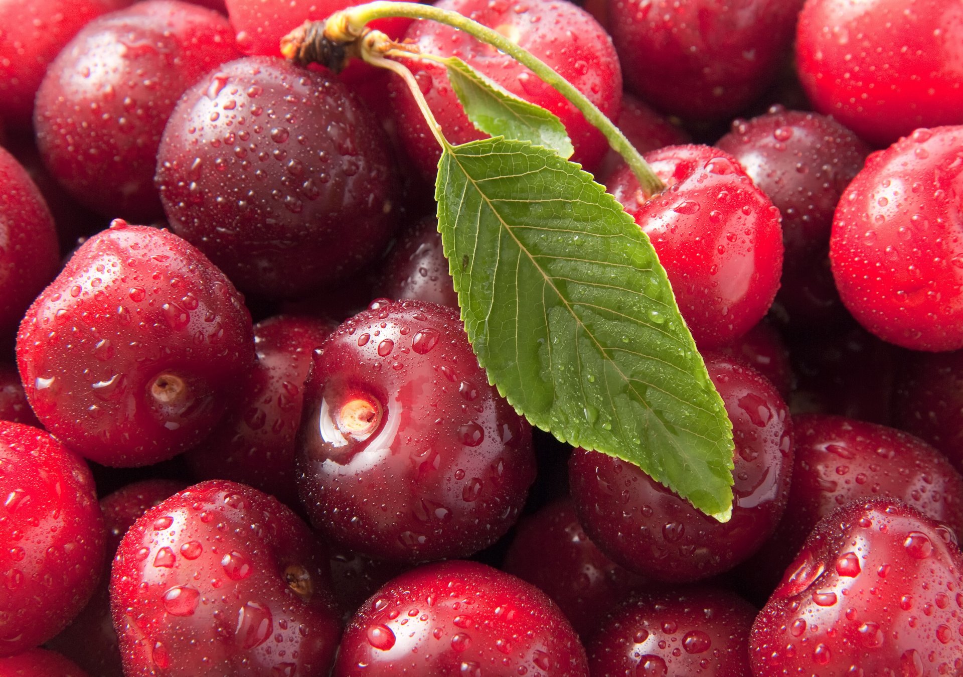 cherry macro sweet macro photo cherry