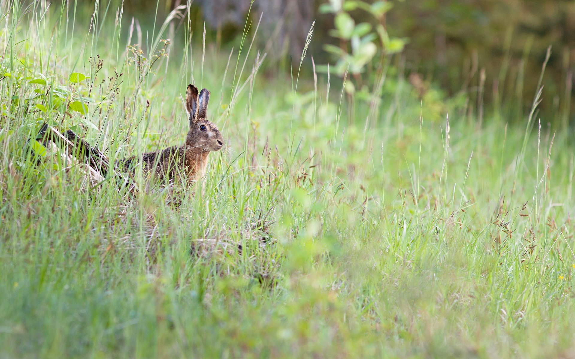 hare nature summer