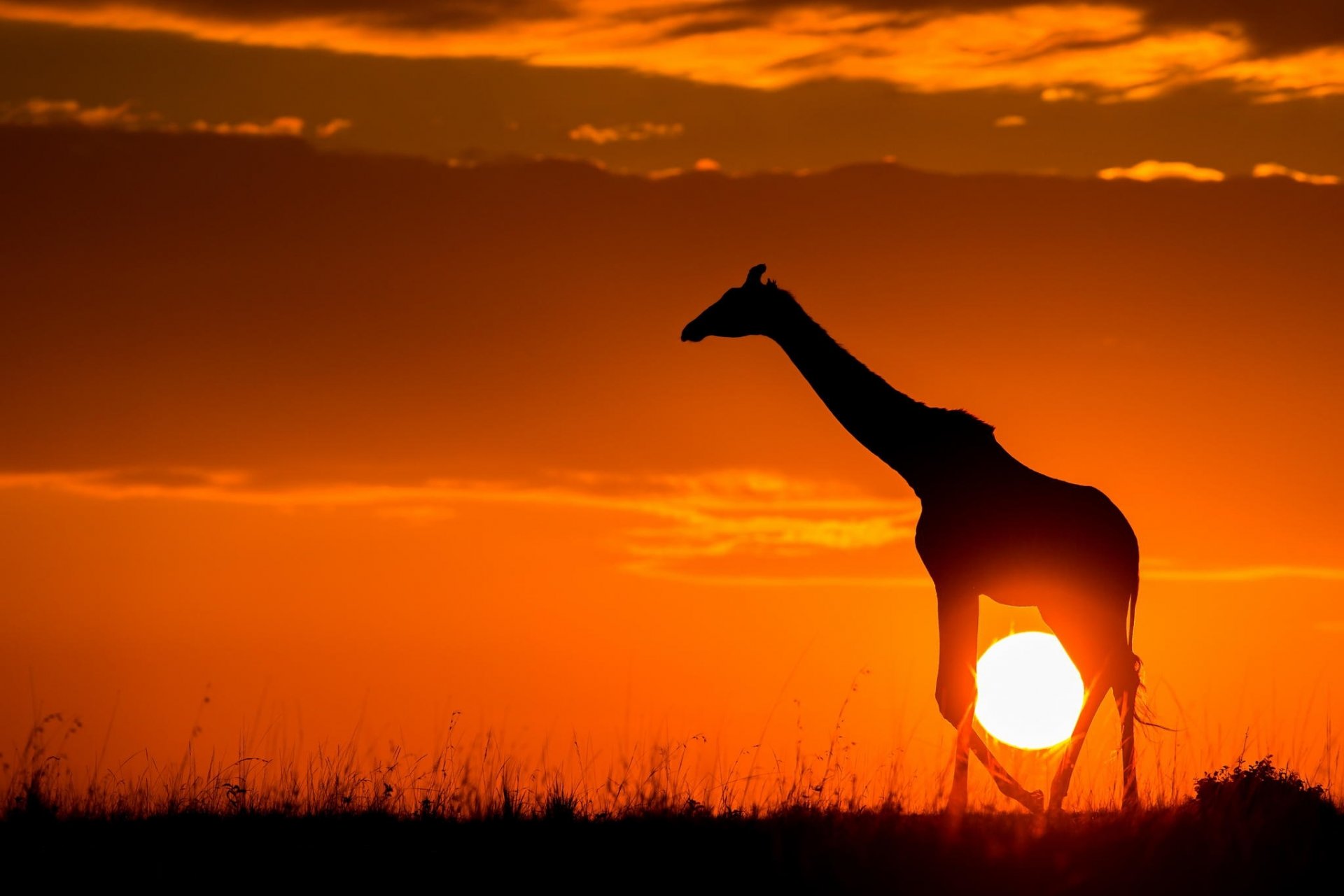 giraffe sunset savannah sun nature africa