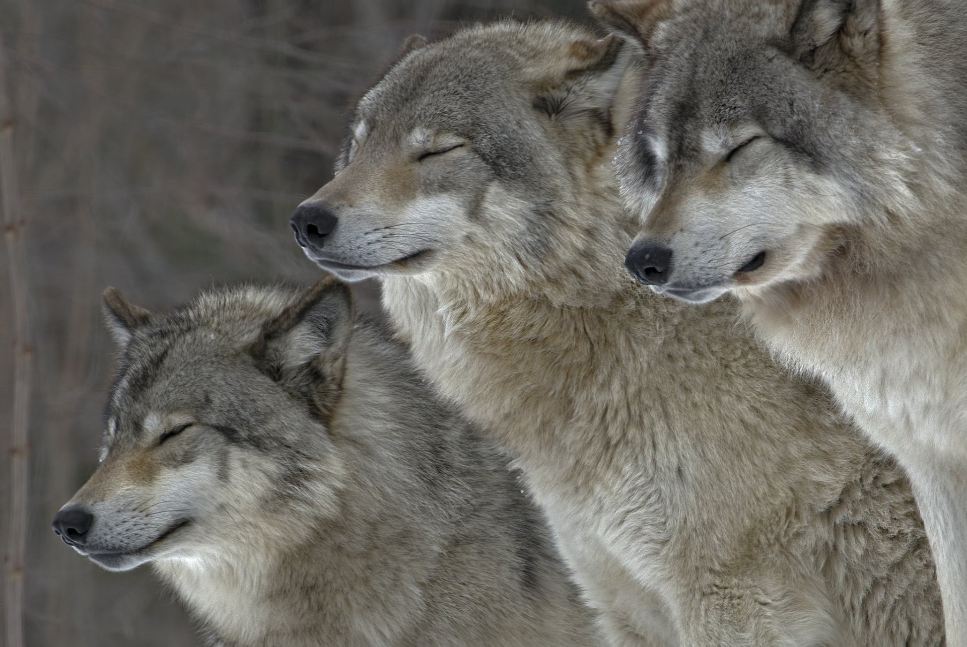 animals wolves fur nature