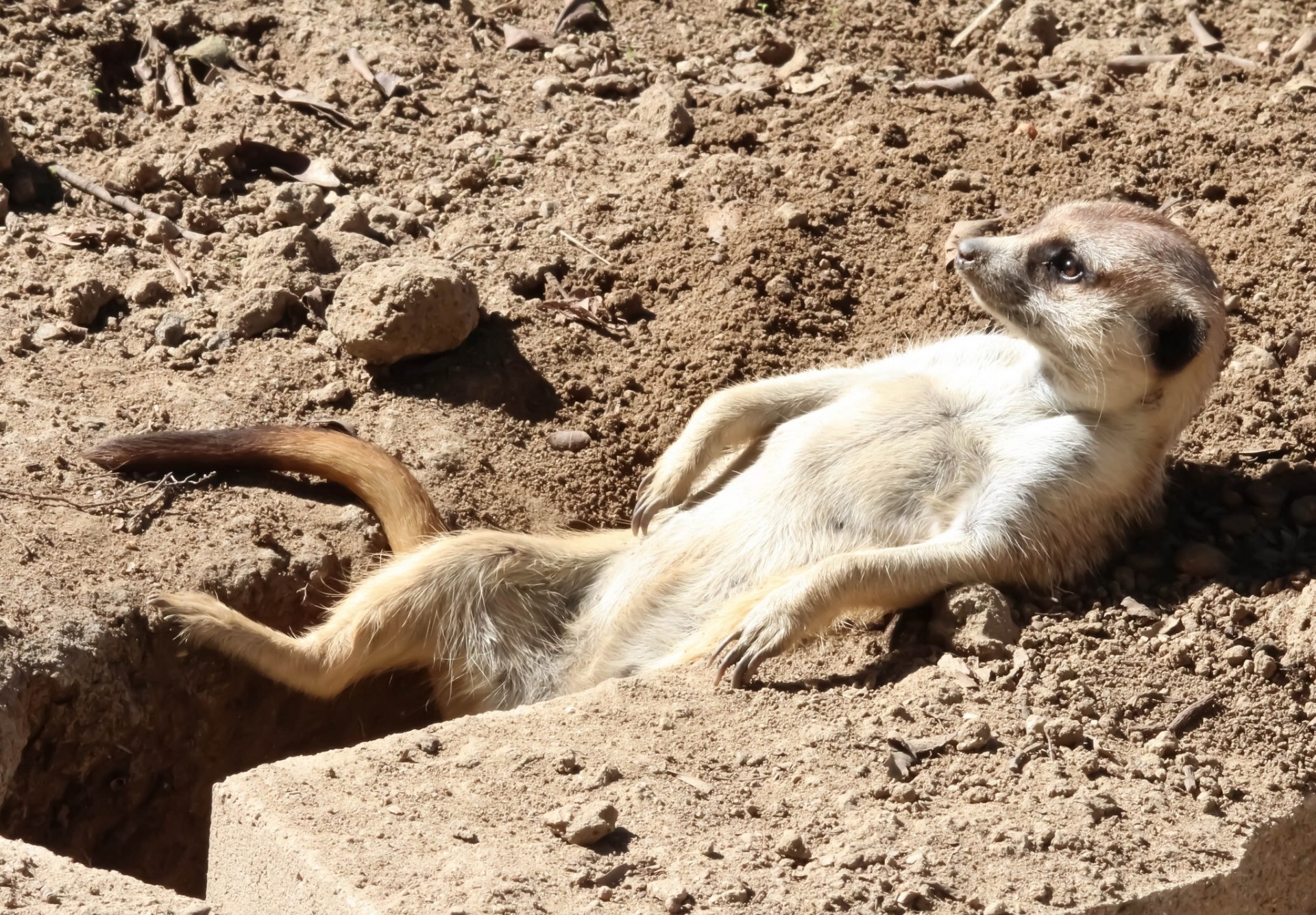 meerkat sunbathing rasslabon relax nora