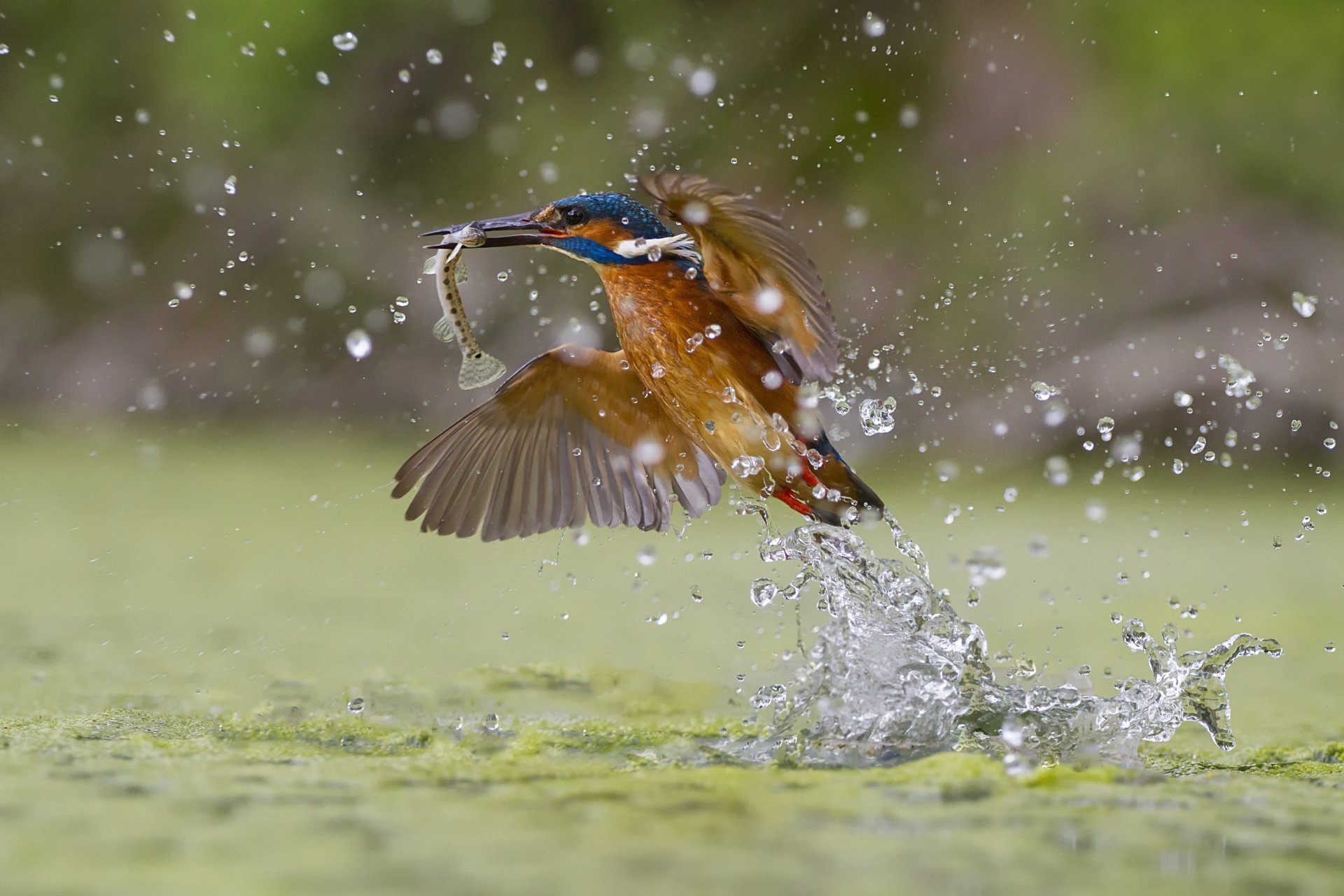 green fishing kingfisher splash