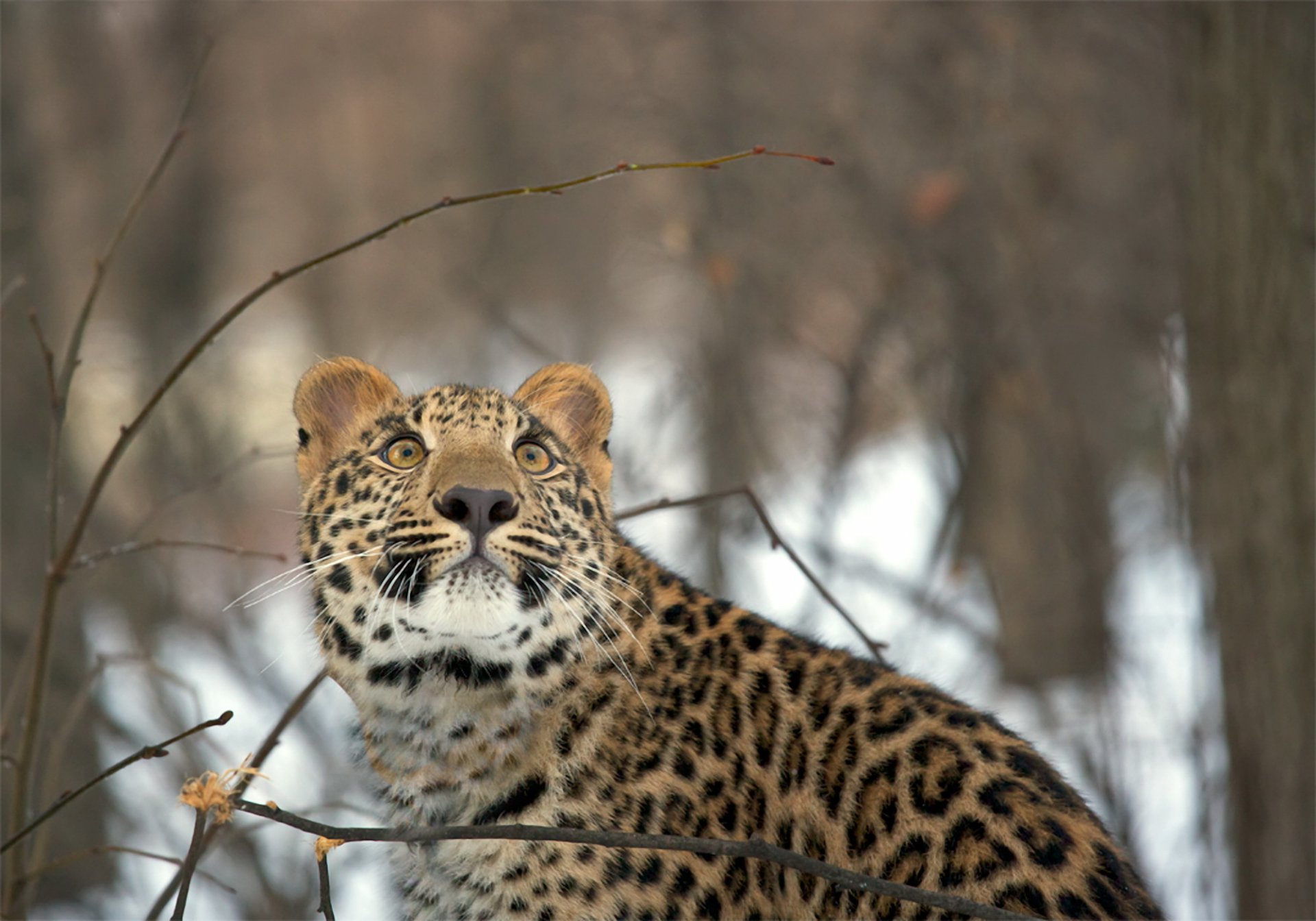 leopard view winter forest snow