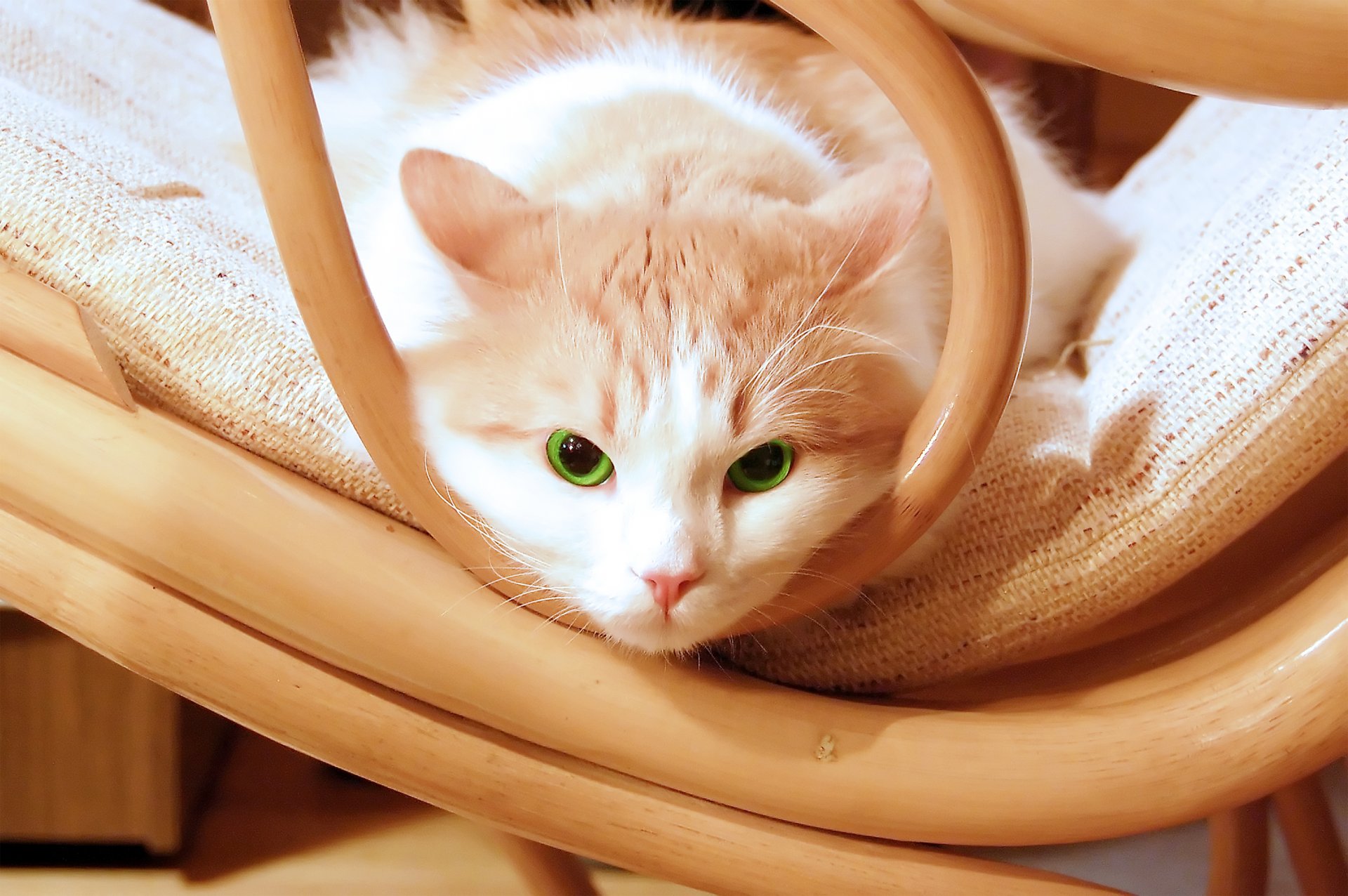 cat kitten kitty beautiful green eyes chair nice