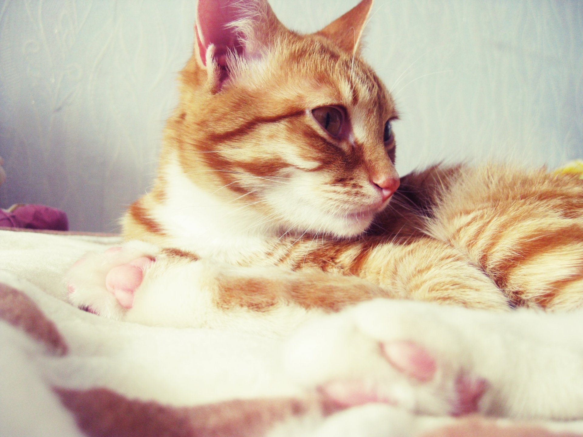 cat cat ginger lying