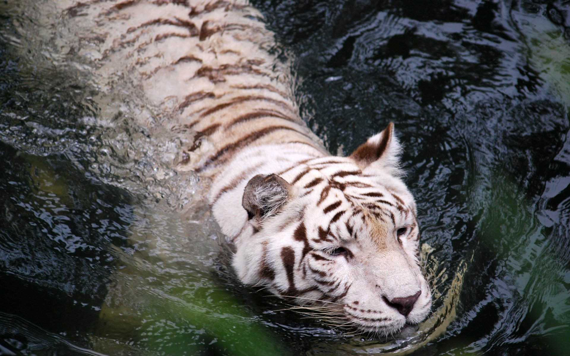 tiger water white