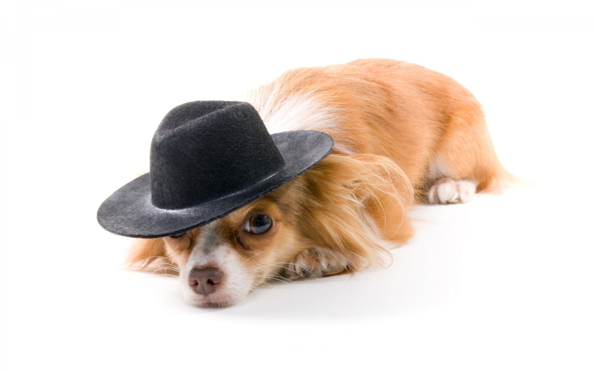 dog red hat white background