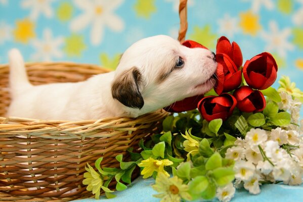 A little puppy in a basket sniffs flowers
