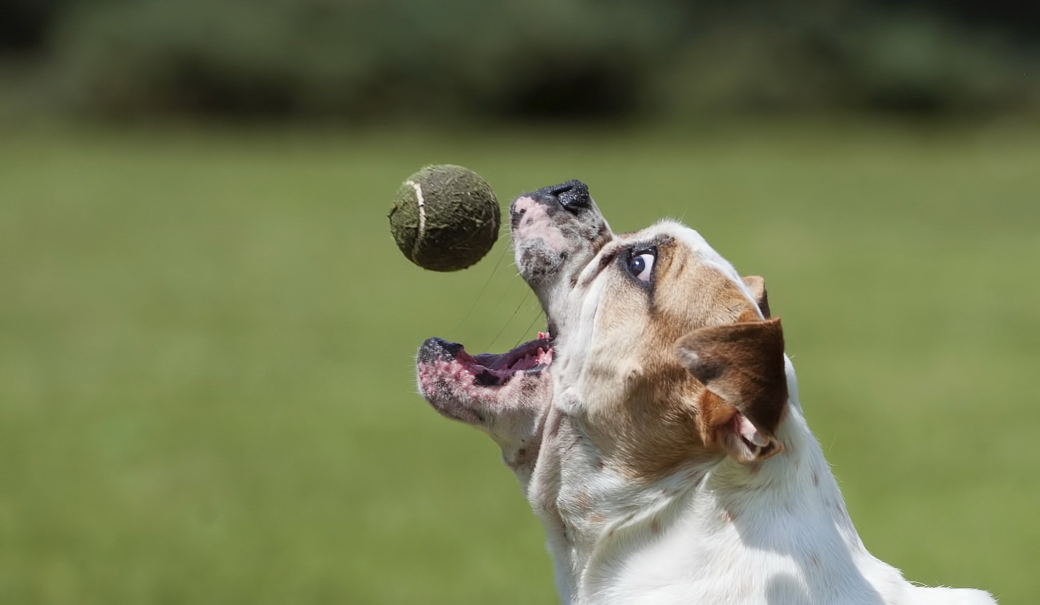 bulldog dog ball