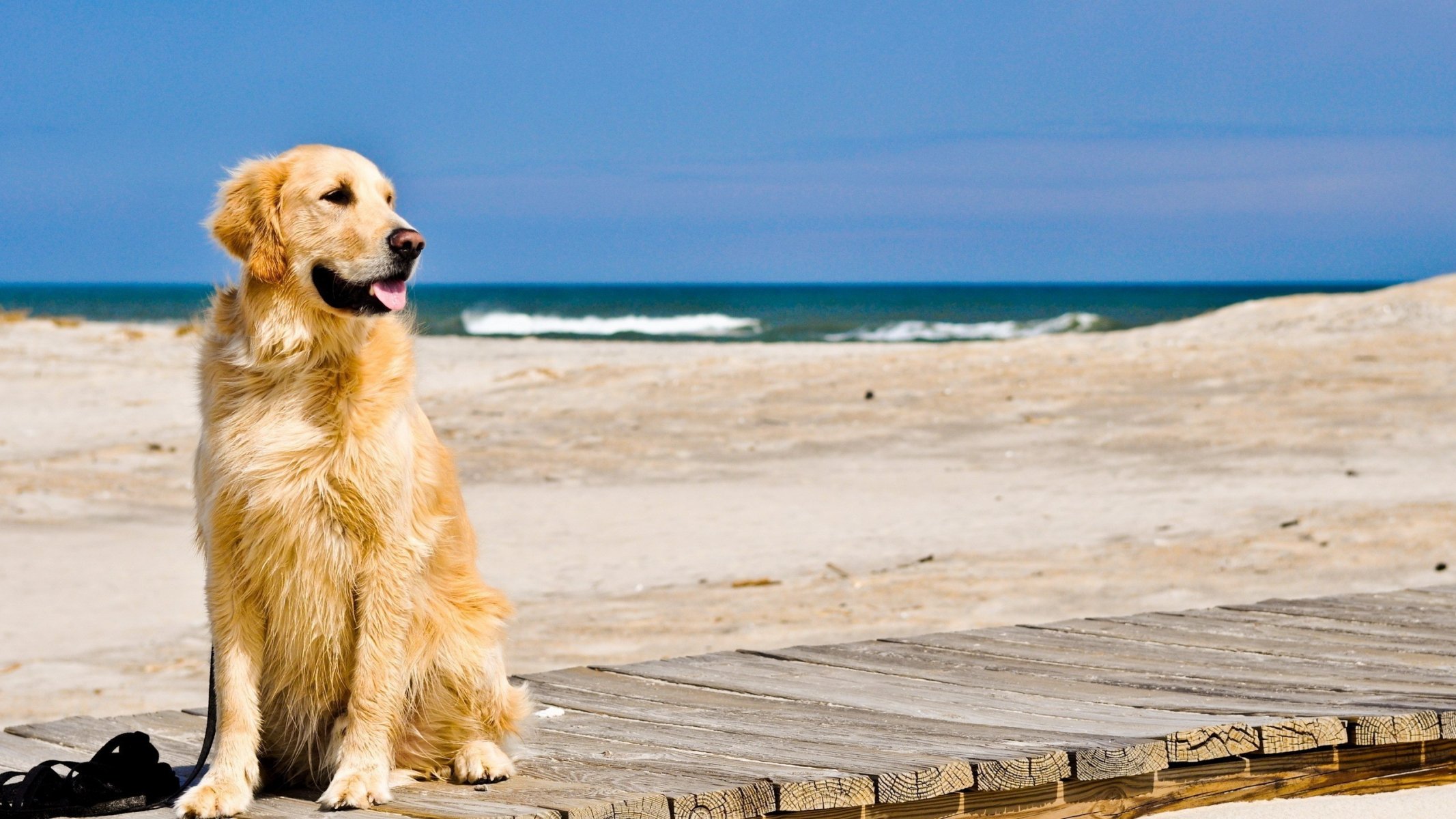 dog retriever beach sand wave