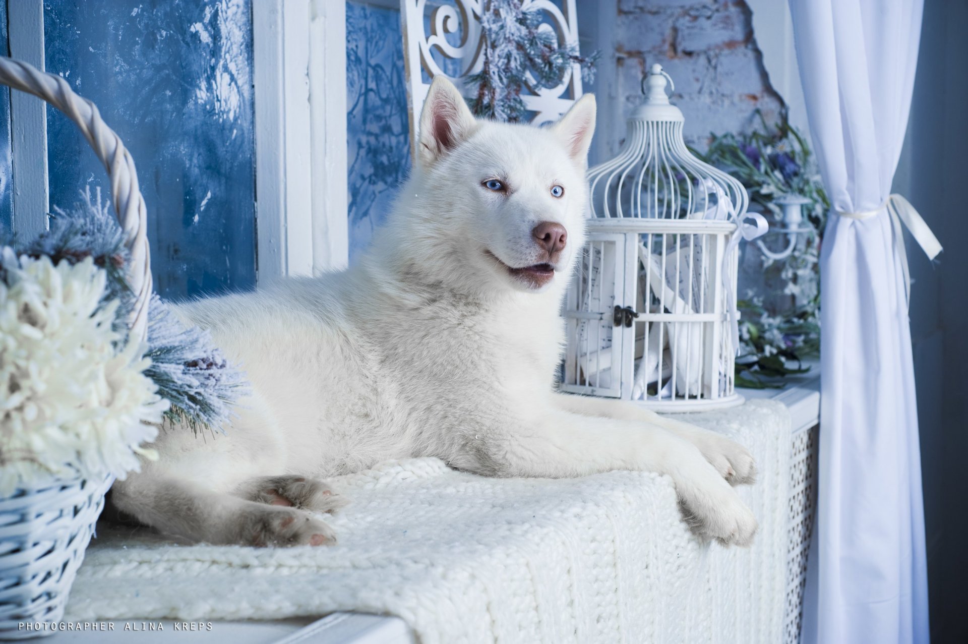 husky dog white