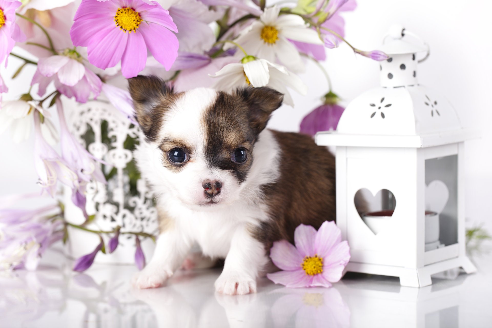 dog puppy chihuahua light flower kosmeya